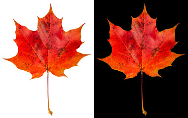 Wall Mural - Autumn maple leaf isolated on white and black backgrounds. Picturesque red-orange maple leaf.
