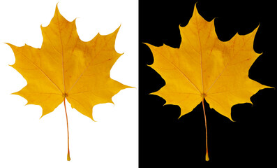 Wall Mural - Autumn maple leaf isolated on white and black backgrounds. Copper yellow maple leaf.