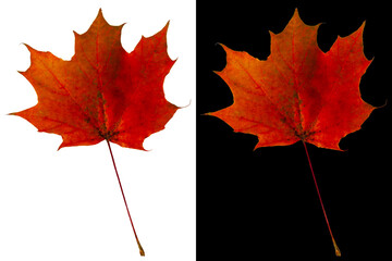 Wall Mural - Autumn maple leaf isolated on white and black backgrounds. Crimson-orange maple leaf.