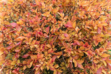 Poster - A closeup shot of a plant with red and yellow leaves