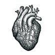 Human heart sketch on white background. Hand drawn anatomical human organ. Vector illustration engraved