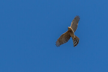 Wall Mural - Kestrel (Falco tinnunculus)