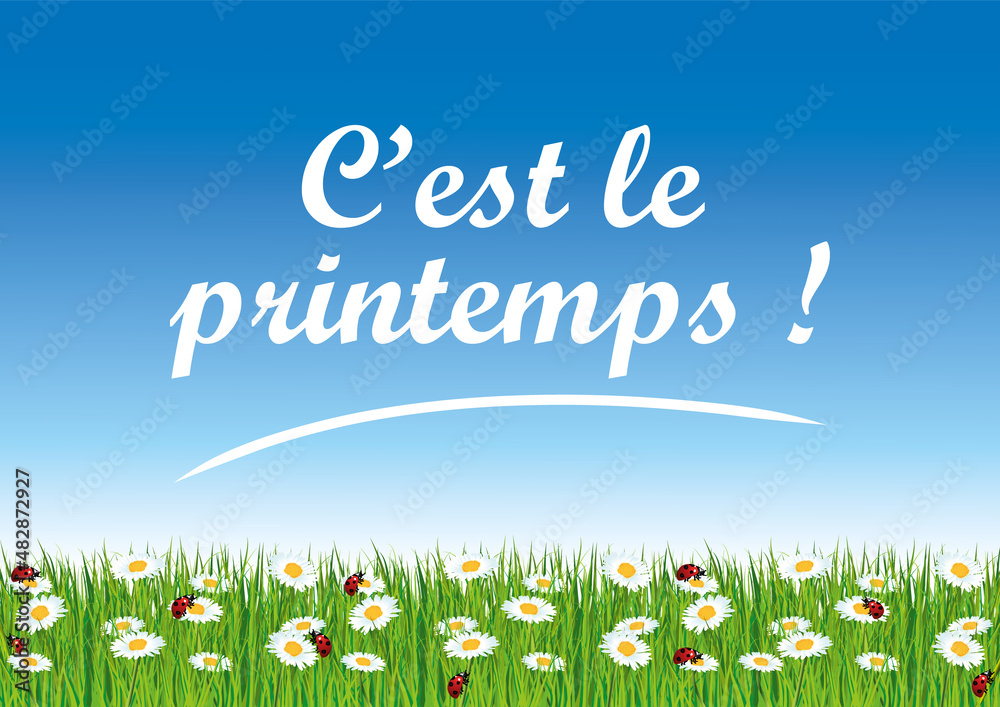 C'est le printemps ! Illustration vectorielle. Papier peint avec herbe réaliste, coccinelles et pâquerettes.