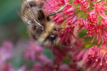 Canvas Print - spring mood of nature, the awakened little bumblebee pollinates a rhododendron flower