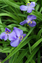Vertical Closeup Of The Blue Flowers And Green Foliage Of 'Amethyst Kiss' Spiderwort (Tradescantia 'Amethyst Kiss')