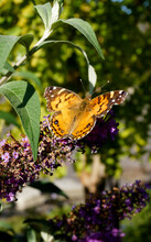 Vertical Image Of American Lady (Vanessa Virginiensis) Butterfly On The Flowers Of Butterfly Bush (Buddleia)