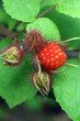 Closeup of the fruit (drupe) of the invasive shrub commonly known as wineberry (Rubus phoenicolasius)