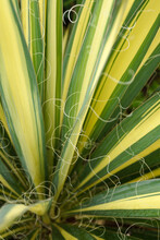 Vertical Closeup Of The Variegated Foliage (leaves) Of 'Color Guard' Adam's Needle (Yucca Filamentosa 'Color Guard')