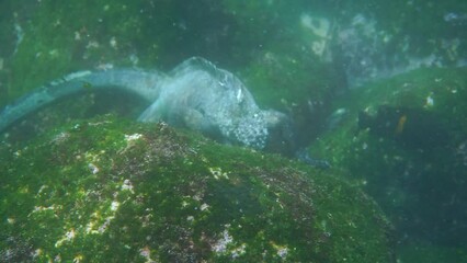 Wall Mural - gray gallapagos marine iguanas in a bay in shallow water eating grass