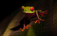 Red-eyed Frog Or Froggy Frog Or Agalychnis Callidryas In Its Habitat