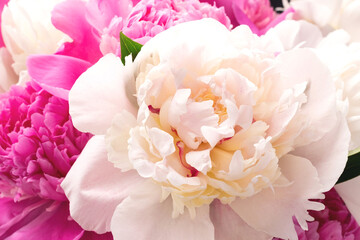 Wall Mural - Bouquet of white and pink peonies closeup. Floral card design. Selective focus