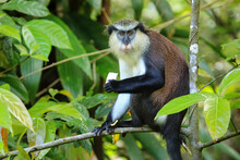 Mona Monkey Sitting On A Tree, Grand Etang National Park, Grenada