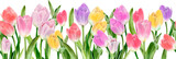Fototapeta Tulipany - Tulip seamless border, floral frame. Spring flowers. Watercolor illustration. Easter card, wedding invitation, blog decoration