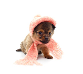 Canvas Print - Puppy in a beautiful hat.