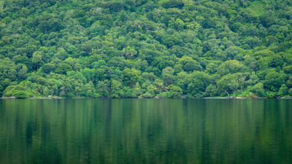 Wall Mural - Green Uragh Wood Reflecting on Inchiquin Lake, County Kerry