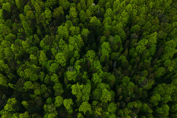 Sticker - Aerial view of dark mixed pine and lush forest with green trees canopies