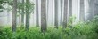 Ancient pine trees in a mysterious white morning fog at sunrise. Lonely green maple tree close-up. Idyllic autumn landscape. Swampy evergreen northern forest. Ecology, eco tourism, environment