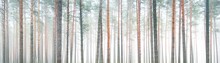 Pine Tree Forest. Trees Close-up. Fog. Atmospheric Landscape. Winter Wonderland. Nature, Climate, Seasons, Christmas Vacations, Ecotourism