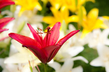 Red Asian Lily In Front Of White And Yellow Lilies In Sunny Garden