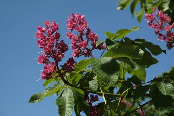 Sticker - Close up of branches with blooming flowers of Aesculus  carnea tree (red horse-chestnut).