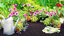 Garden Flowers Banner With Copy Space. Planting Potted Flowers In The Soil In Early Spring. Pink Petunias Stand In Pots Next To A Watering Can And Gardening Gloves. Garden Work In The Spring Season.