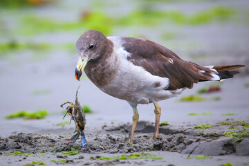 Canvas Print - Belcher's Gull eating crab on the beach of Paracas Bay, Peru