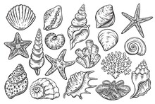 Seashells Engraved Icons Set. Hand Drawn Various Mollusk Seashells Different Forms, Starfish, Coral. Underwater Flora, Sea Plants Vector Illustration.