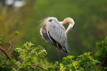 Great Blue Heron Preening Its Feathers. It Is The Largest North American Heron.