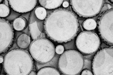 Poster - Wooden natural sawn logs as background, top view, flat lay