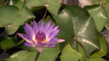 Aquatic Plants. Closeup View Of Nymphaea Tina Tropical Water Lily Colorful Purple Flower And Green Leaves, Blooming In The Pond.