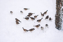 Many Sparrows On Snow