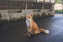 Cute Northern Fox - Fox Park In Kitami City, Hokkaido