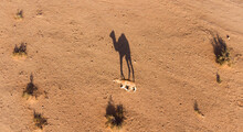 High Angle View Of A Camel On Sand