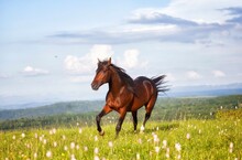 Horse On A Field
