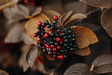 Close Up Black And Red Berries And Yellow Leaves