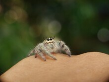Close-up Of Spider On Hand