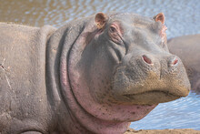 Hippo Portrait In Waterhole In The Ngorongoro Crater Conservation Area. Safari Concept.