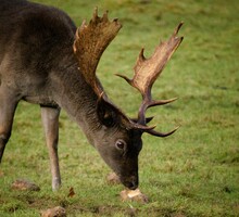 Fallow Deer At Dinefwr National Park 
