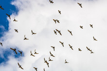 Low Angle View Of Birds Flying In Sky