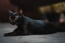 Portrait Of Black Cat Lying Down