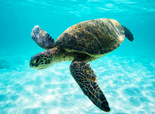Close-up Of Turtle Swimming In Sea