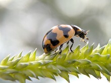 Close-up Of Ladybug On White Flower