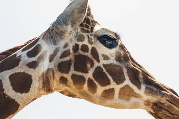 Poster - A macro shot of a giraffe against a bright background