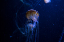 Close-up Of Jellyfish Swimming In A Deep Blue Sea