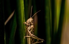 The Grasshopper In My Yard.