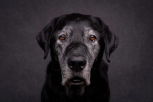 Portrait Of Black Dog Against Gray Background