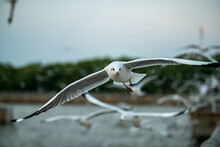 Portrait Of Seagull Flying And Looking Towards The Camera