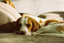 Close-up Portrait Of Dog Resting On Bed