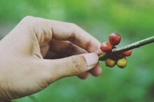 Cropped Hand Of Woman Holding Berries