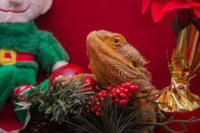 Close-up Of A Bearded Dragon With Christmas Decor